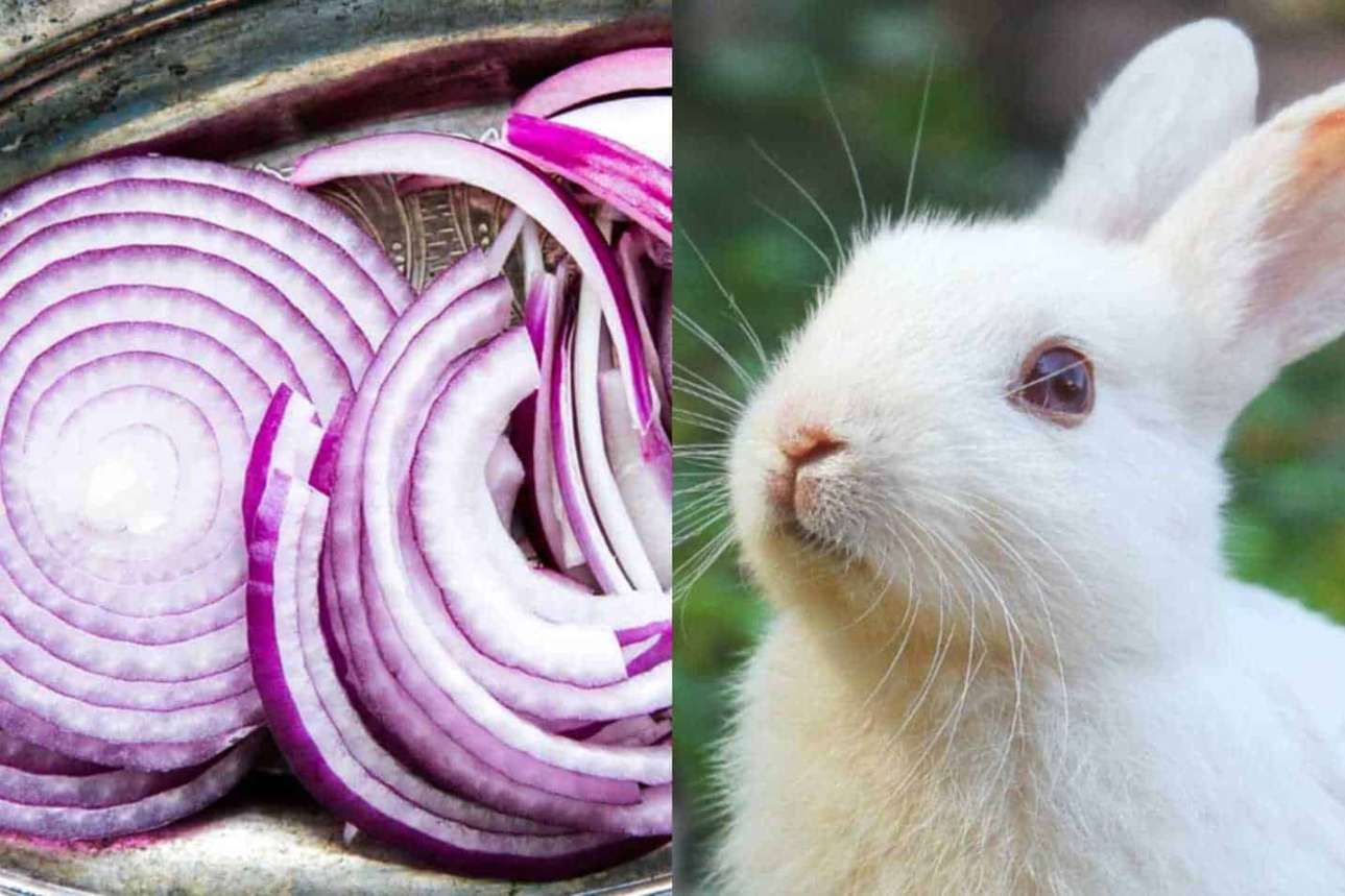 Main Reasons Why Onions Are Dangerous to Rabbits