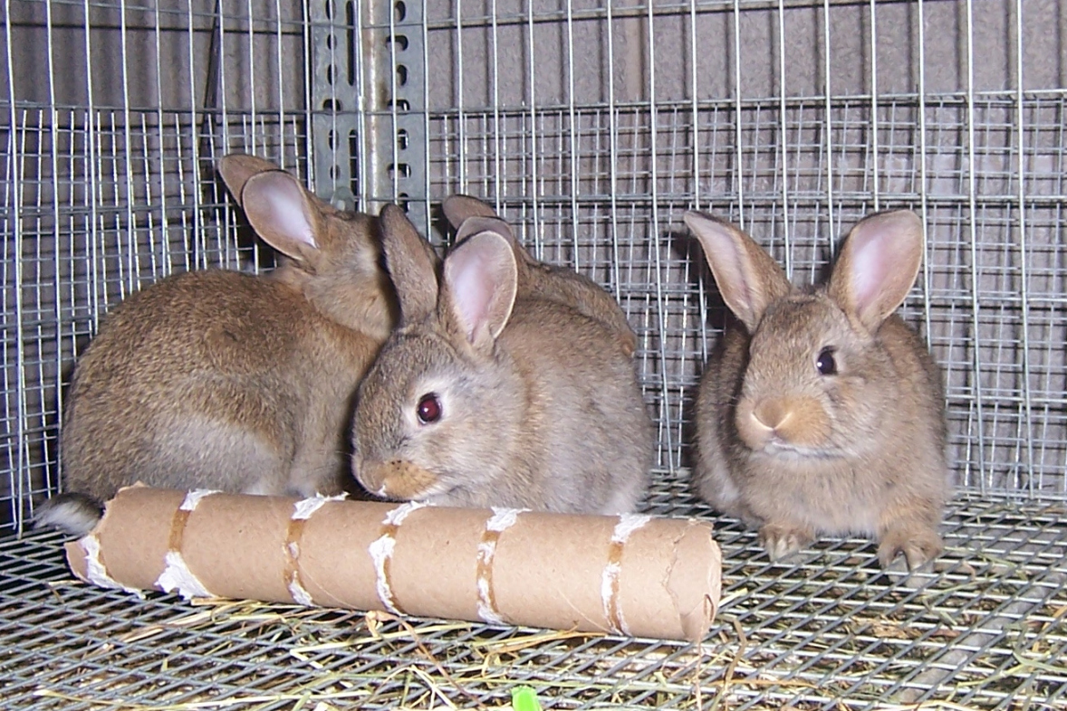 Managing Rabbits – Weaning and Growing Out – Willow Creek Farm