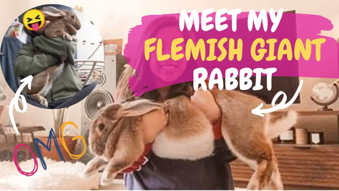 Meet My Flemish Giant Rabbit Furry Friend Tag