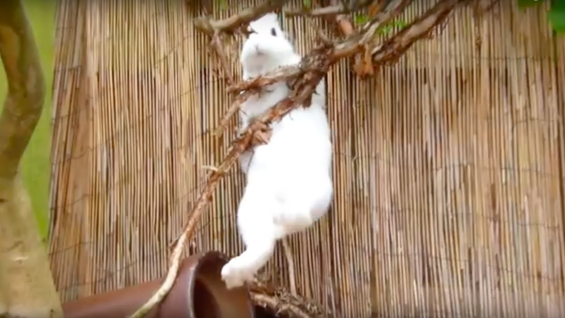 Pet Bunny Climbing a Tree
