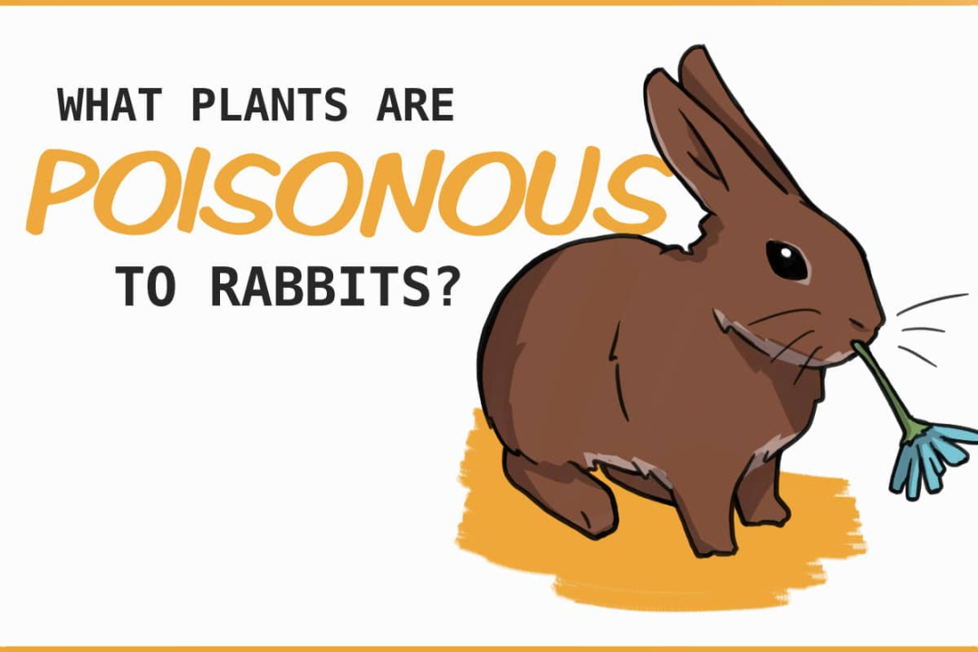 Plants that are Poisonous to Rabbits