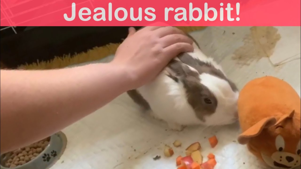 Rabbit being jealous!