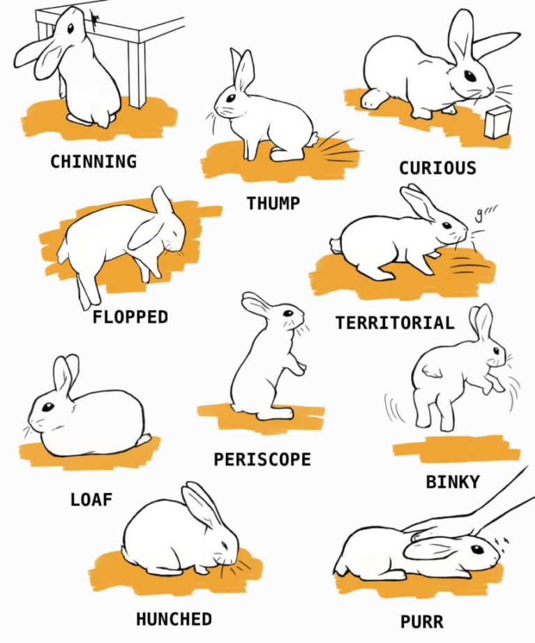 Rabbit Care: The Complete Guide