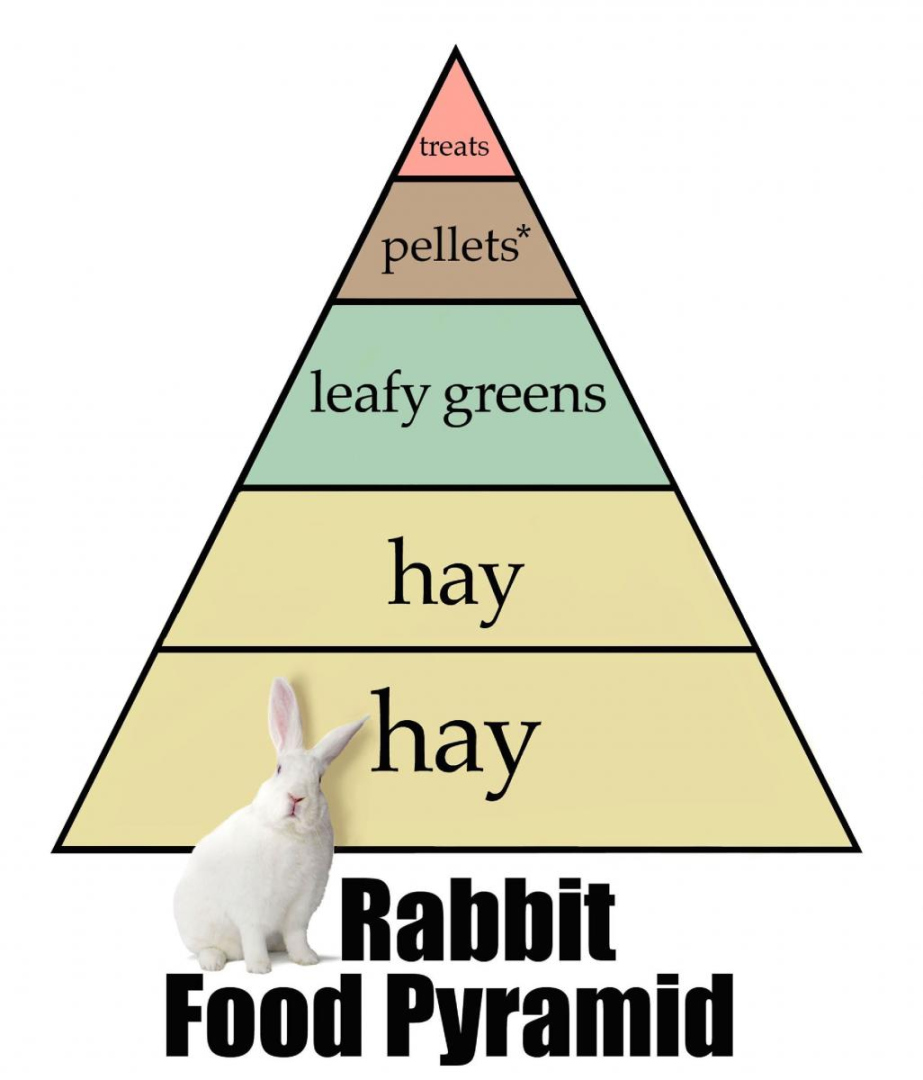 Rabbit Diet Recommendations Arizona Exotics -Rabbits Resources