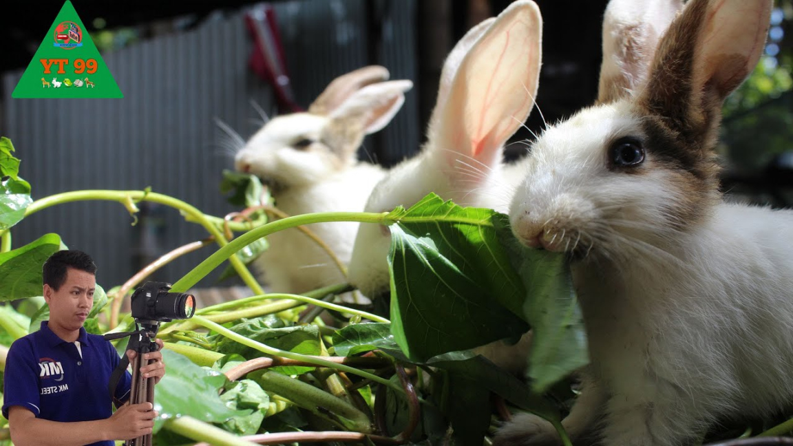 Rabbit Eat Water Spinach Very Delicious, Bunny Rabbit Compilation. Rabbits eat water grass. pet.