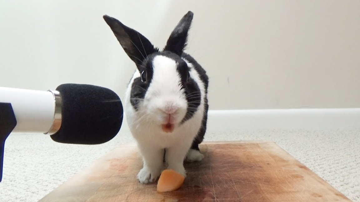 Rabbit eating cantaloupe for the first time! ASMR