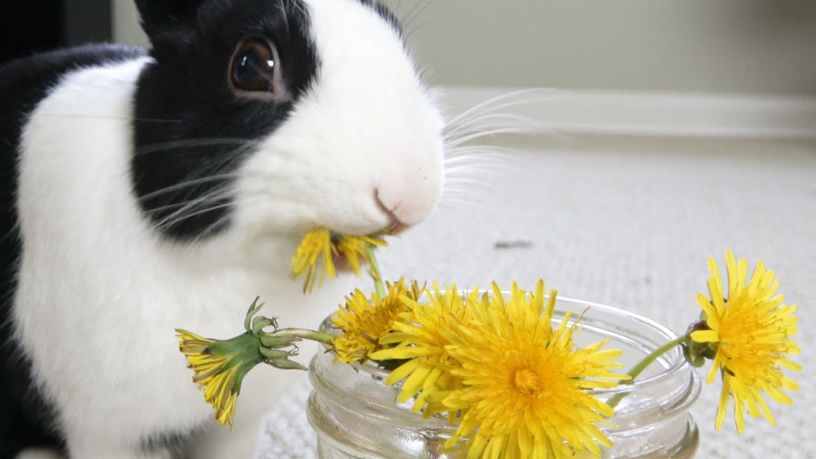 Rabbit eating dandelions for the first time!
