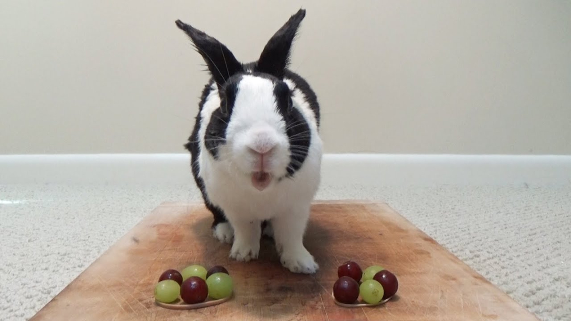 Rabbit eating grapes ASMR - Which color is his favorite?