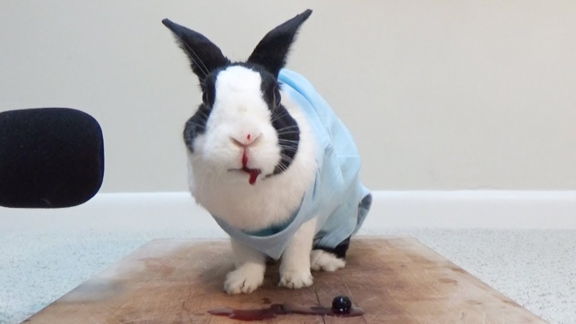 Rabbit eating juicy blueberries! ASMR