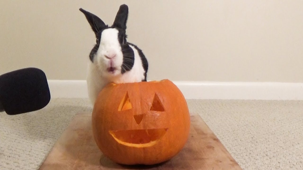 Rabbit eating pumpkin for Halloween! ASMR