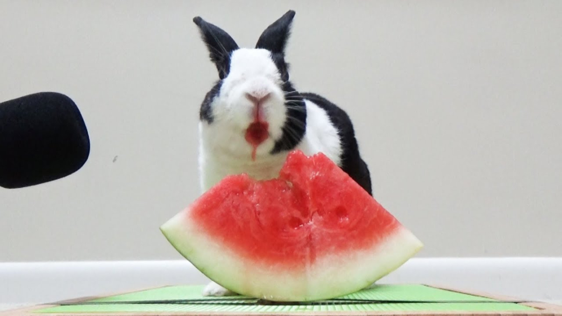 Rabbit eating watermelon ASMR