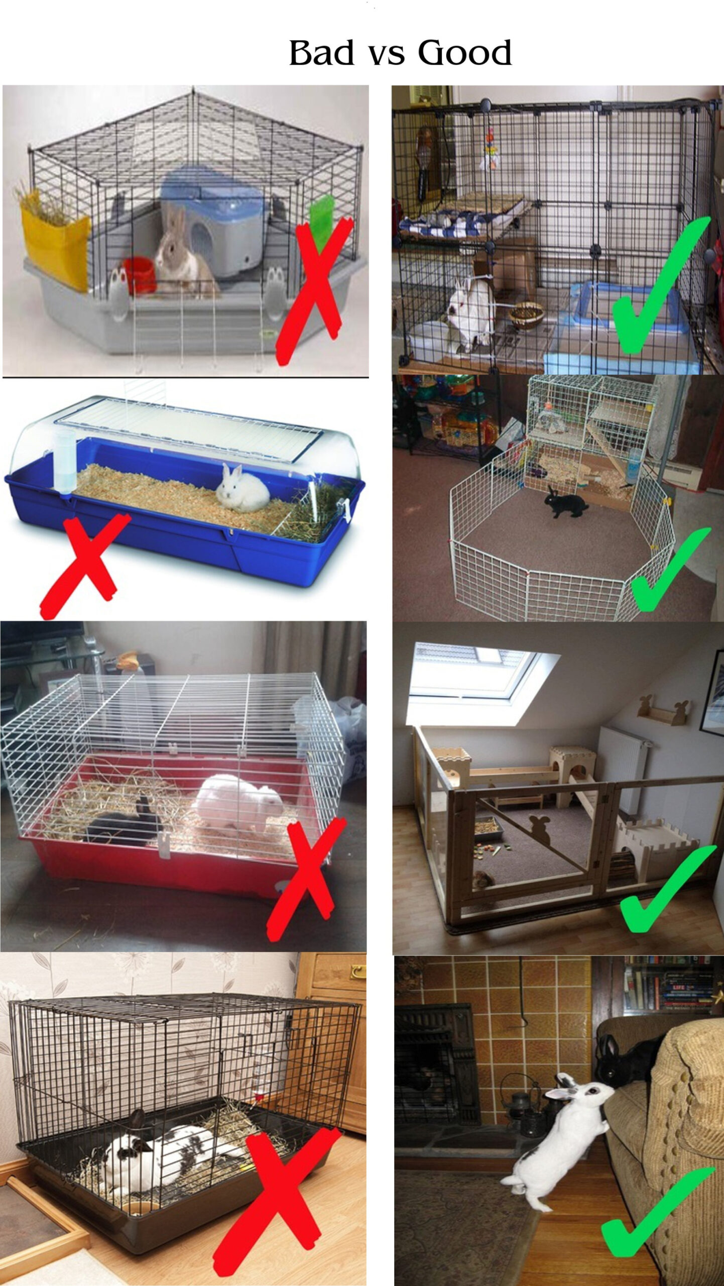 Rabbit Housing vs Neglect – Advocates For Rabbit Welfare