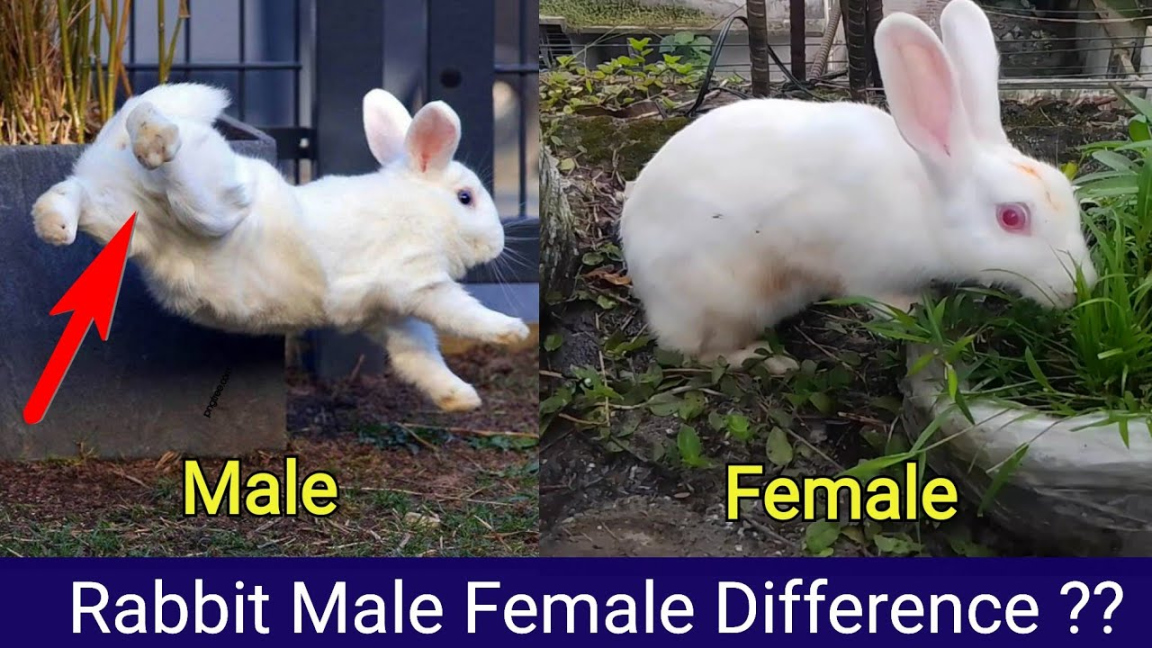 Rabbit Male Female Difference