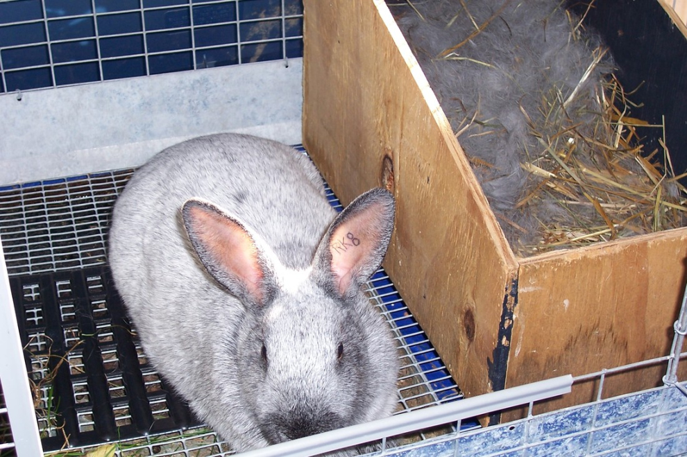 Rabbit Nest Box Info - BHA Rabbitry