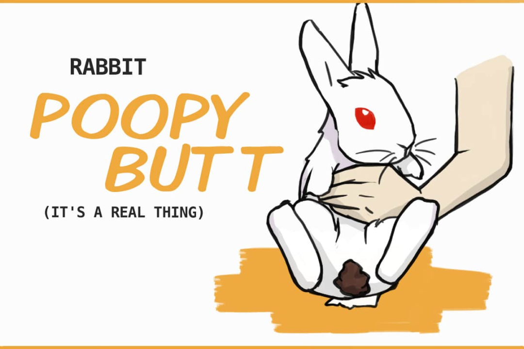 Rabbit Poopy Butt: How to Clean and Prevent It