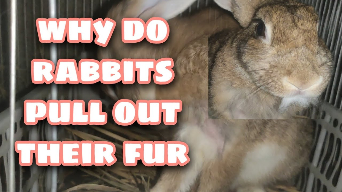 Rabbit Pulling Fur Out! · Hobby Farm Heaven