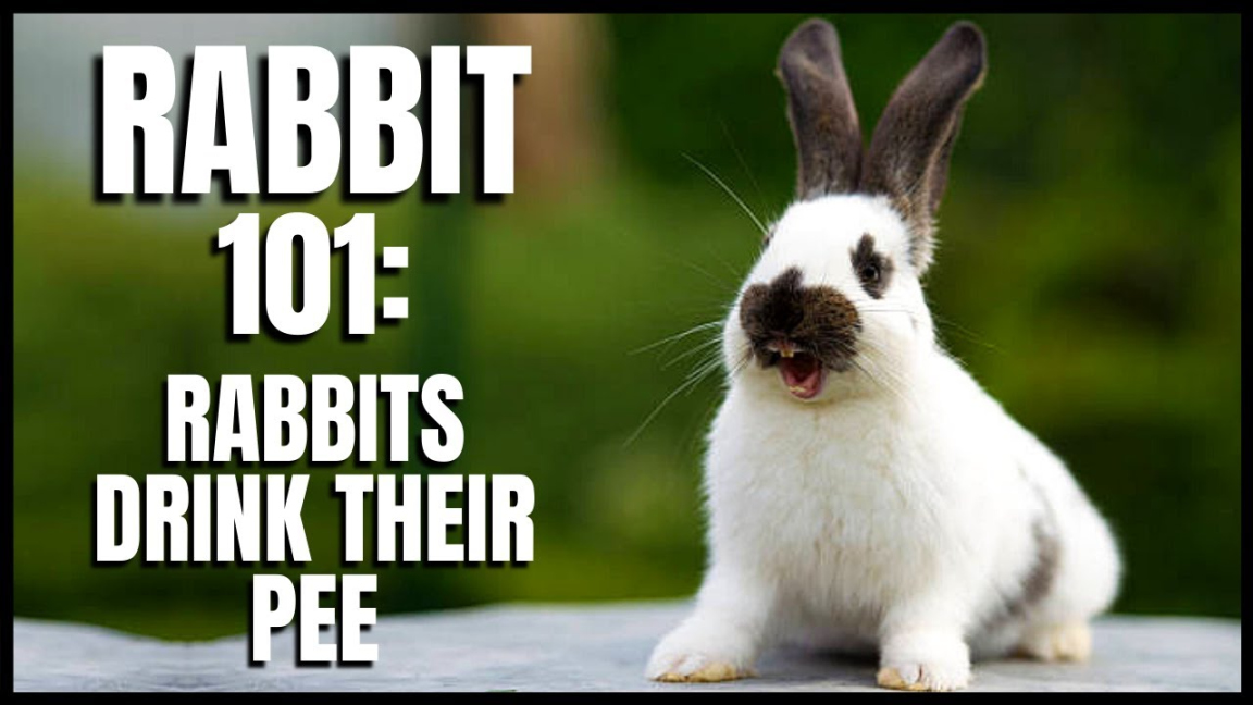 Rabbit : Rabbits Drink Their Pee