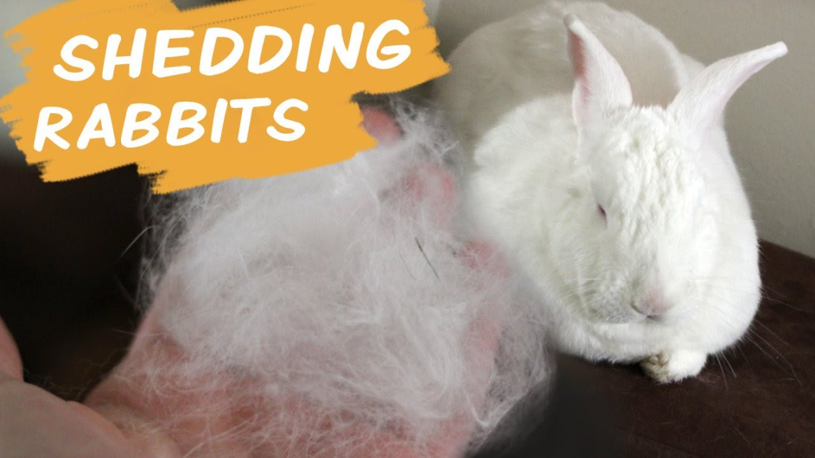 Rabbit Shedding! How to Deal With All The Fur