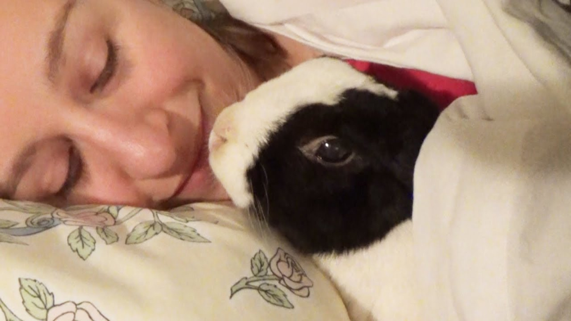 Rabbit Sleeping with Owner
