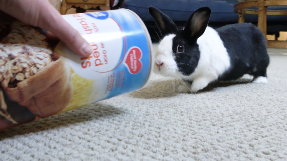 Rabbit tries eating oats for the first time!
