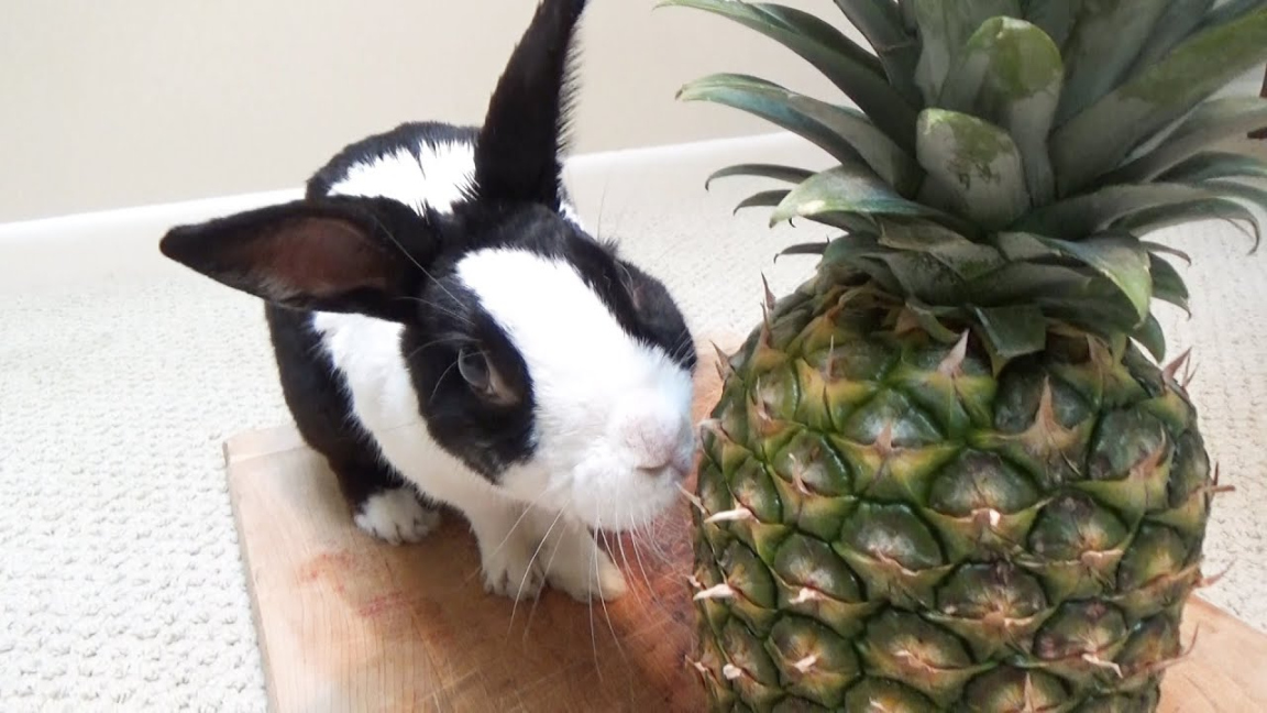 Rabbit tries eating pineapple for the first time!