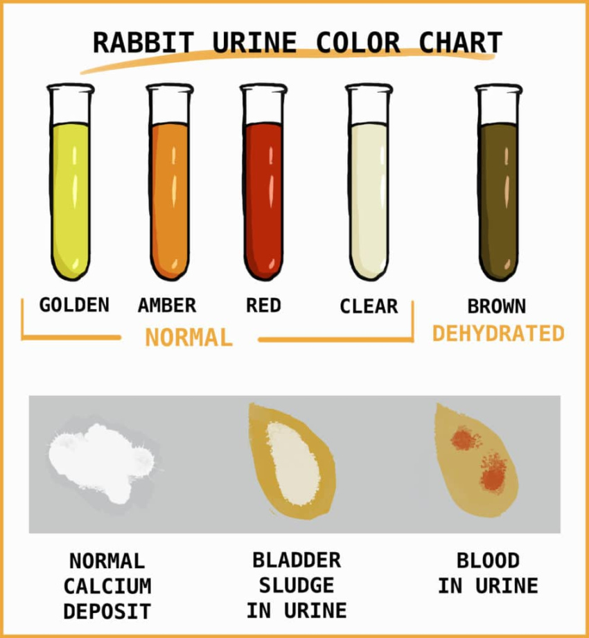 Rabbit Urine: What Pee Tells You About A Rabbit