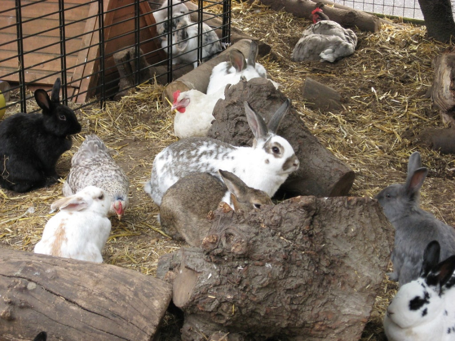 Rabbits And Chickens: Can They Live Safely Together? Home & Roost