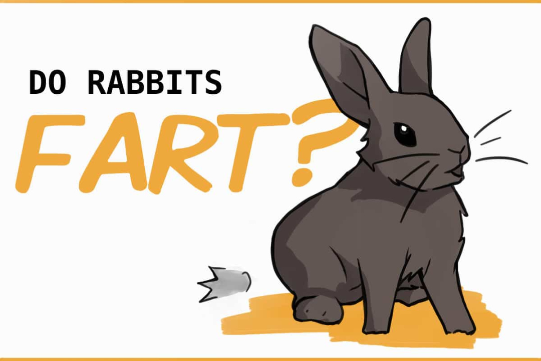 Rabbits Farts: Should You Be Concerned?