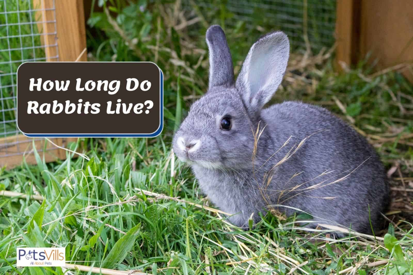 Rabbits Life Expectancy: How Long Do Rabbits Live As Pets?