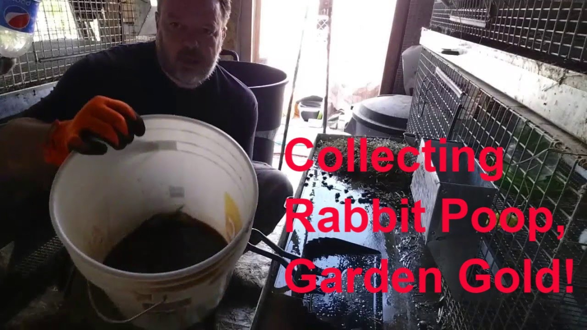 Raising Rabbits:
