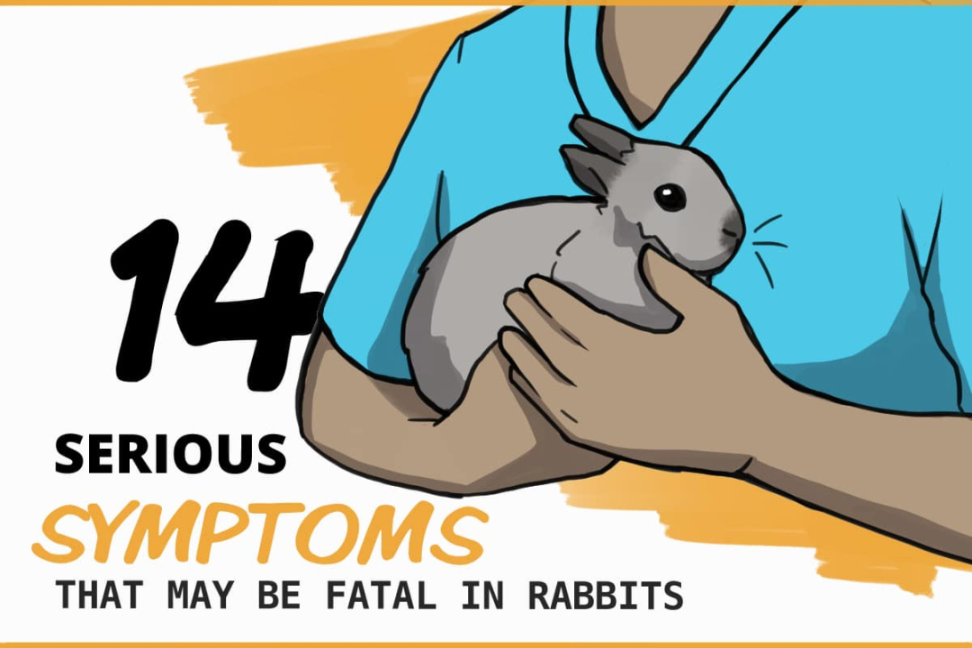 Sad Symptoms that Might Mean a Rabbit is Dying