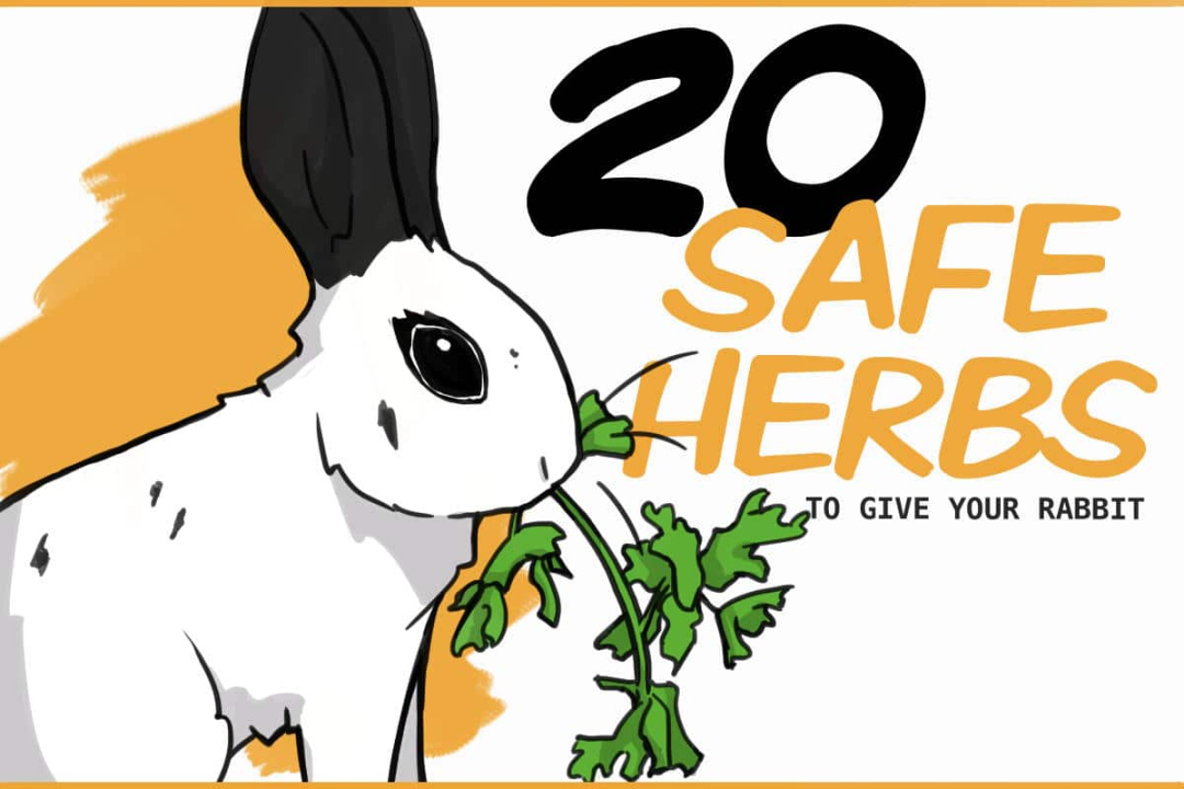 Safe Herbs for Rabbits and Their Medicinal Properties