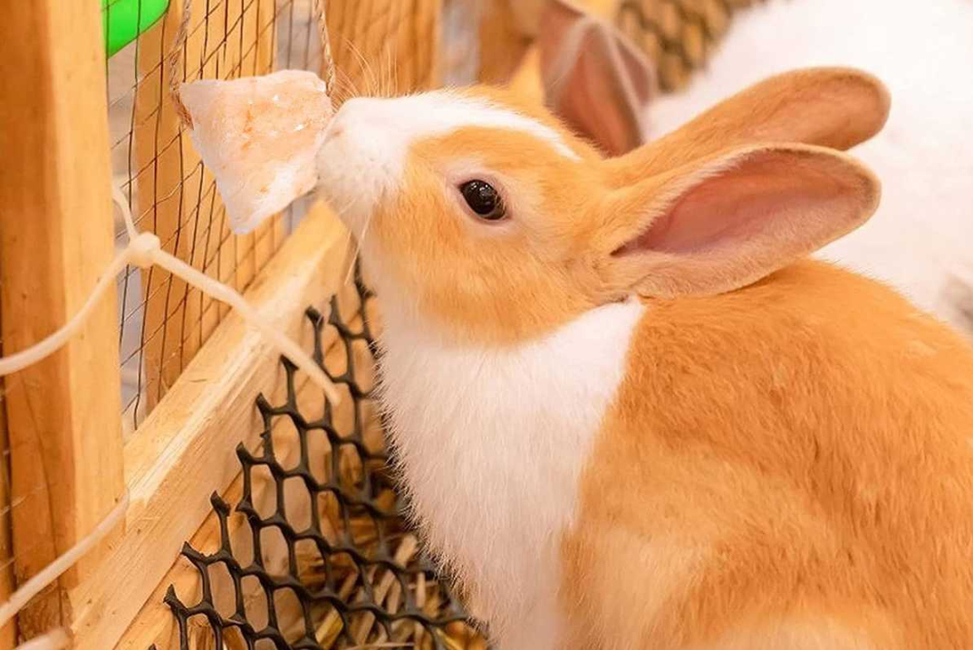 Salt Licks: Does Your Rabbit Need It?