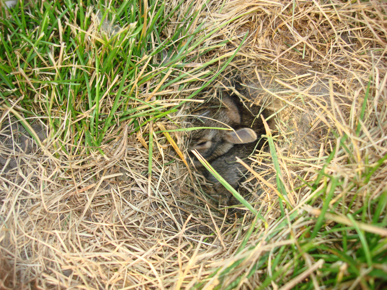 Save yourself from heartbreak: Check your yard for rabbit nests