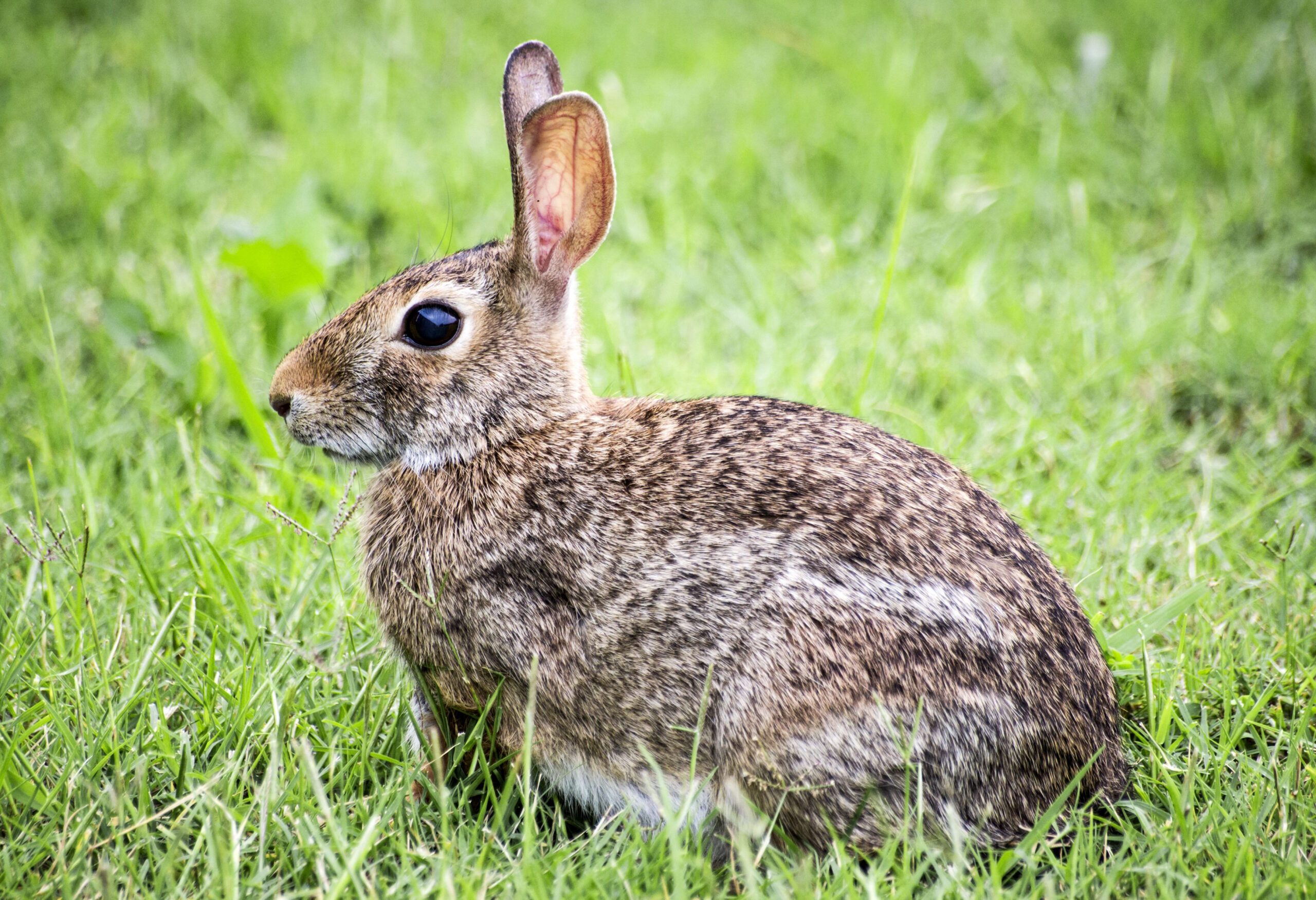 Should I Let My Domestic Rabbit Run Free?