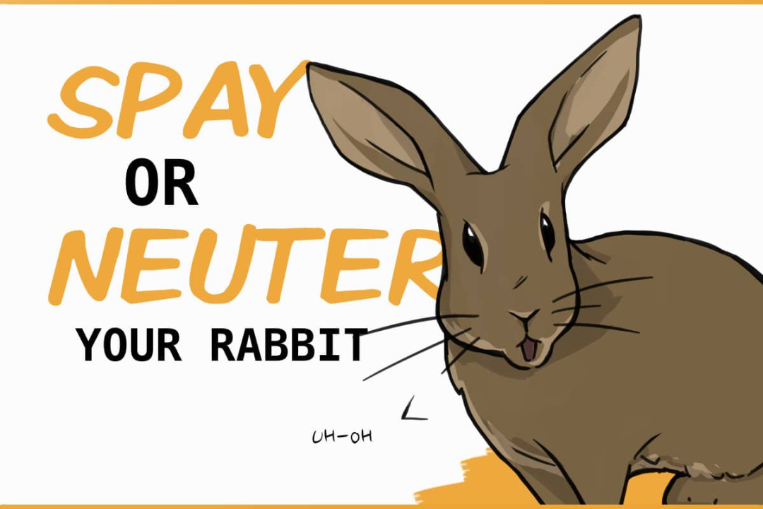 Should You Get Your Rabbit Spayed or Neutered?