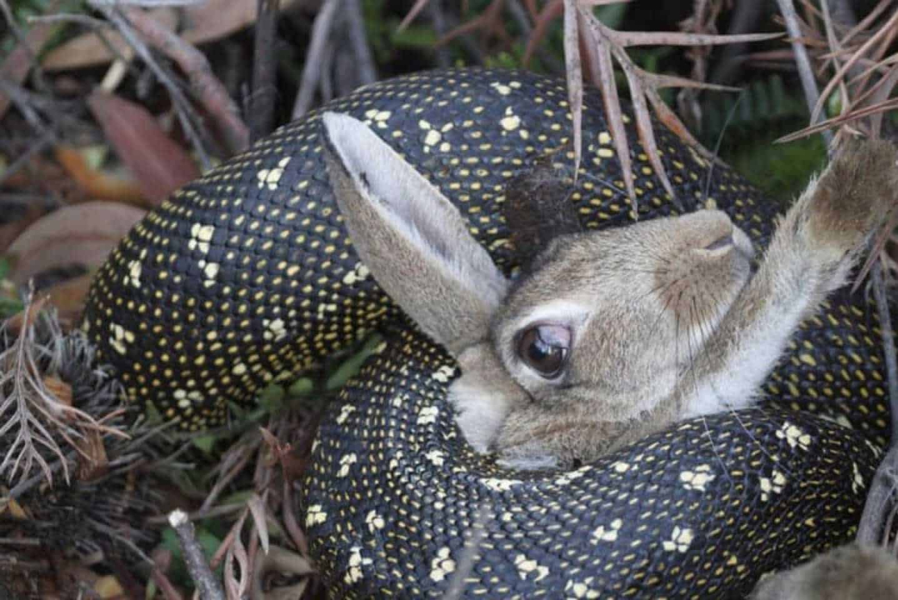Simple and Effective Ways to Protect Rabbits from Snakes