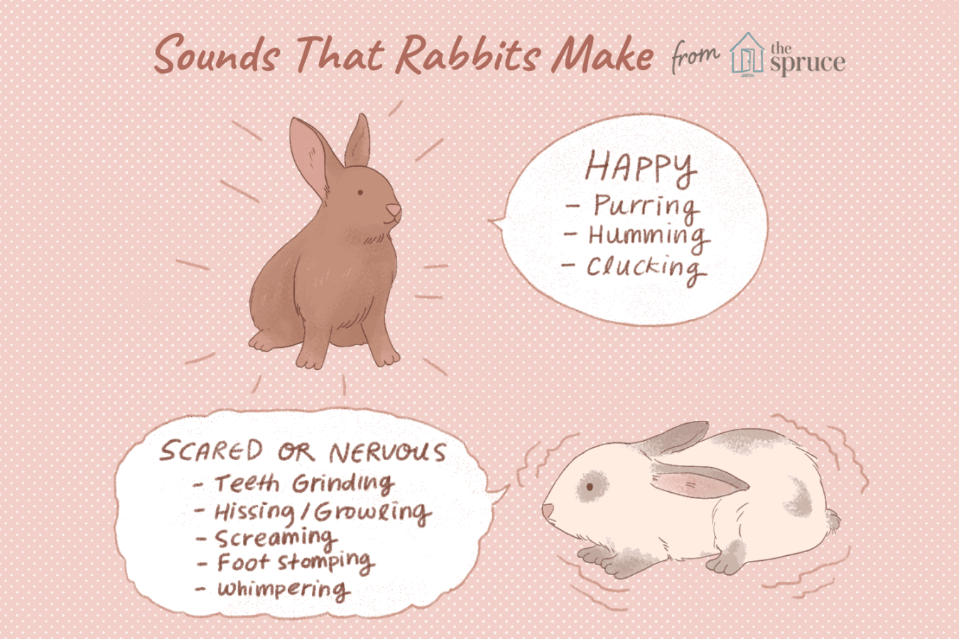 Sounds That Rabbits Make and What They Mean