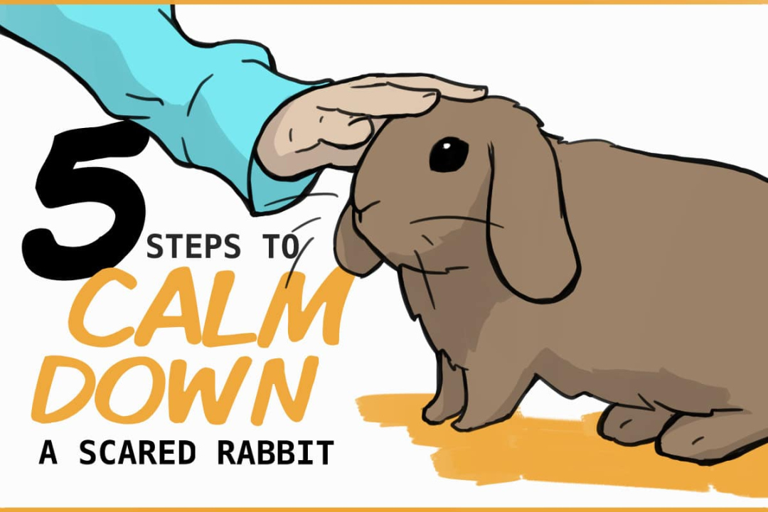 Steps to Calm Down an Fearful Rabbit