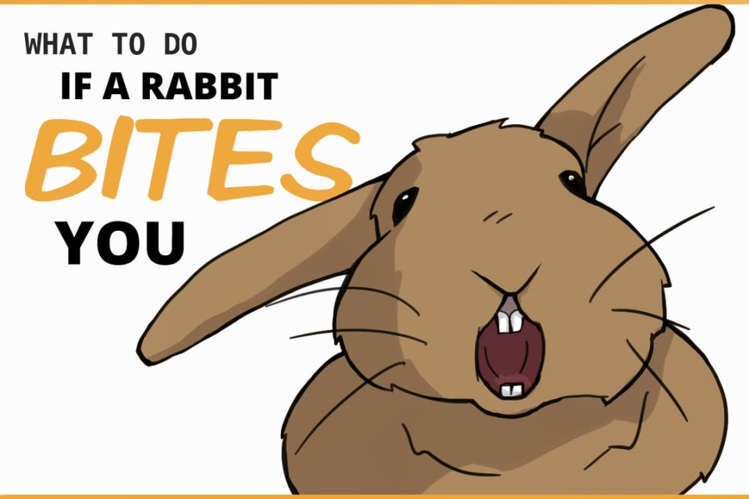 Steps to Take If You are Bitten By a Rabbit
