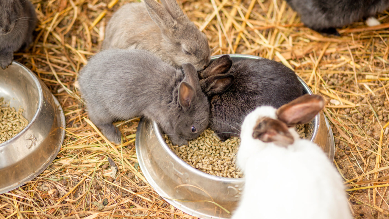 Straw Bedding For Rabbits: The Key Facts Blue Mountain Hay