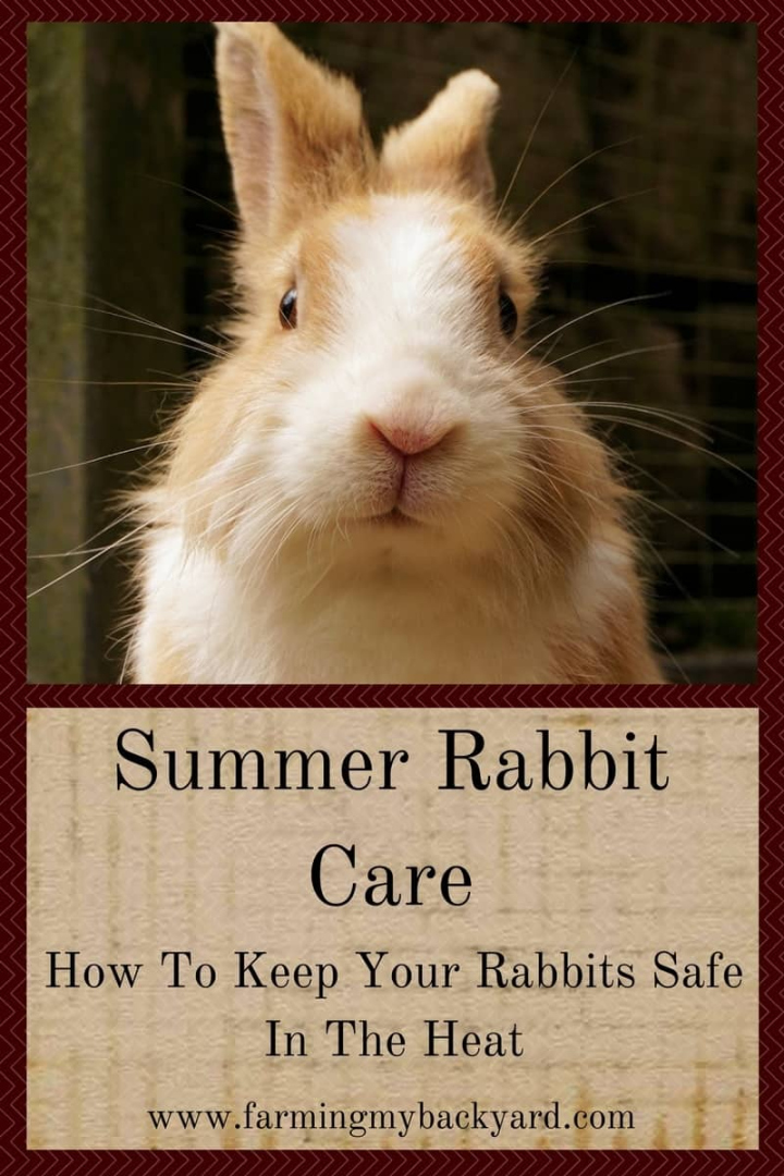 Summer Rabbit Care: How To Keep Your Rabbits Safe In The Heat