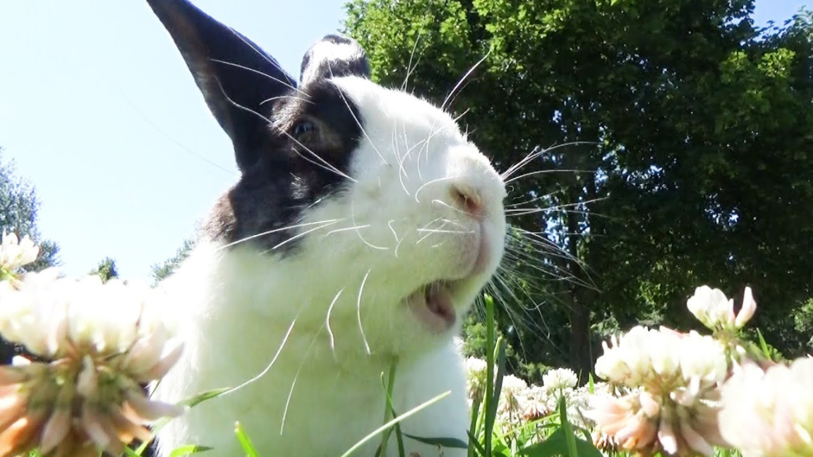 Surprising a rabbit with an entire field of clover