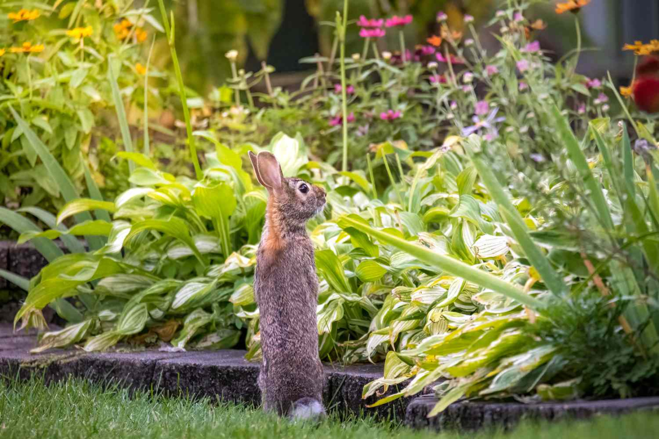 Sustainable Ways to Keep Rabbits Out of Your Garden