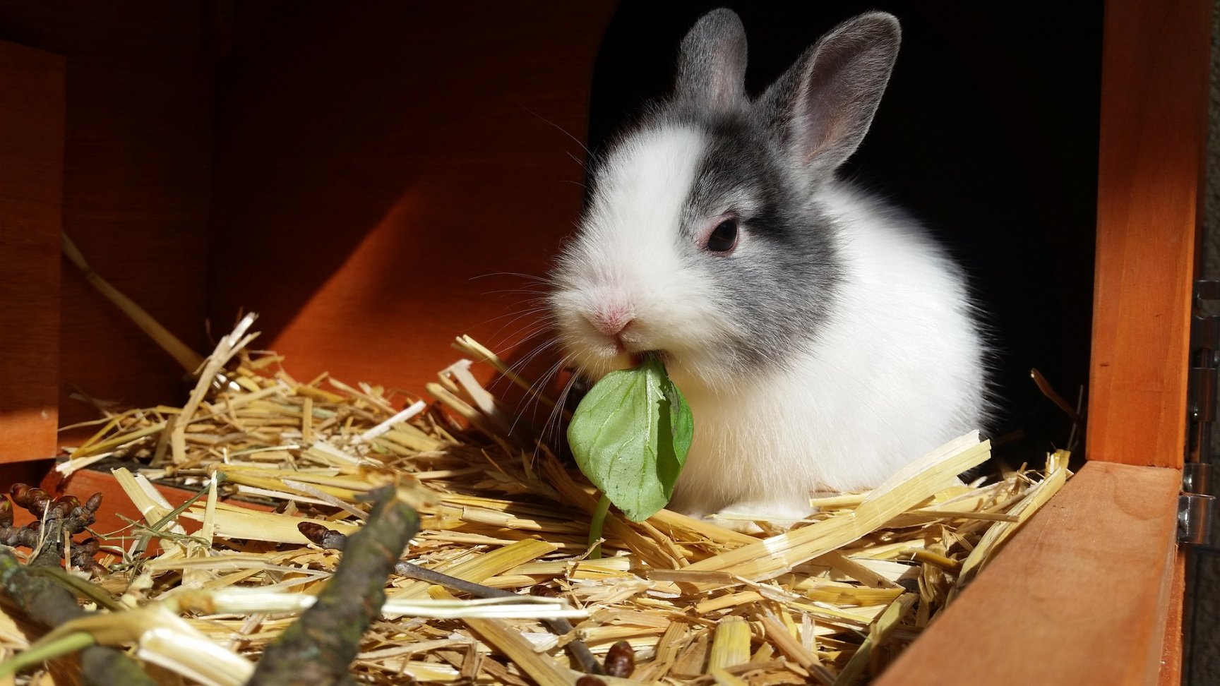 The Best Rabbit Bedding - How To Choose The Right Bedding For Your