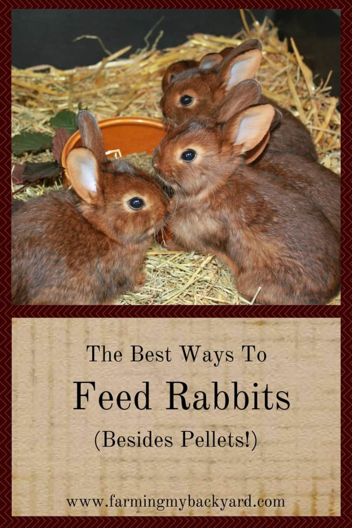 The Best Ways To Feed Rabbits (Besides Pellets)! - Farming My Backyard
