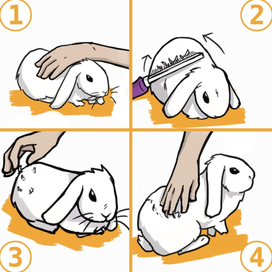 The Complete Guide to Grooming Your Rabbit (brushing, nail