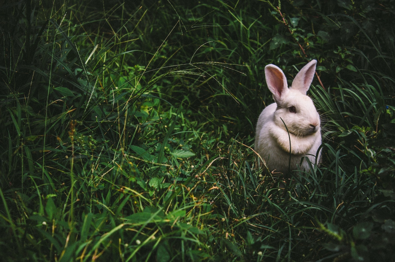The White Rabbit: A Zen Story About Awakening - Tricycle