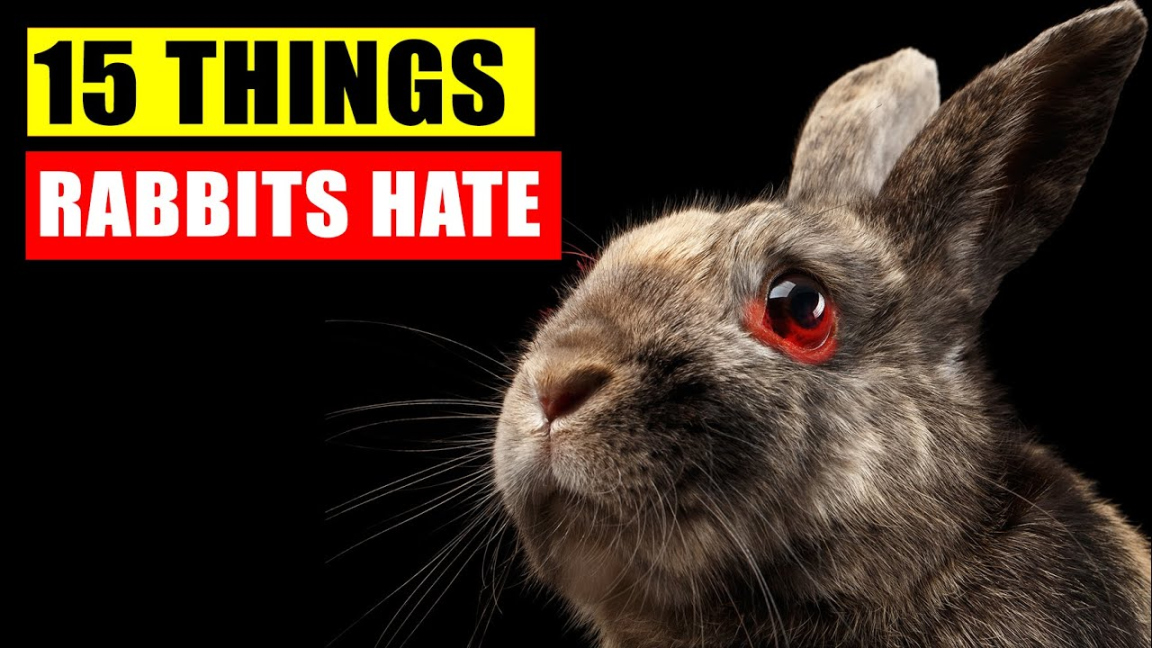 Things Rabbits Hate the Most