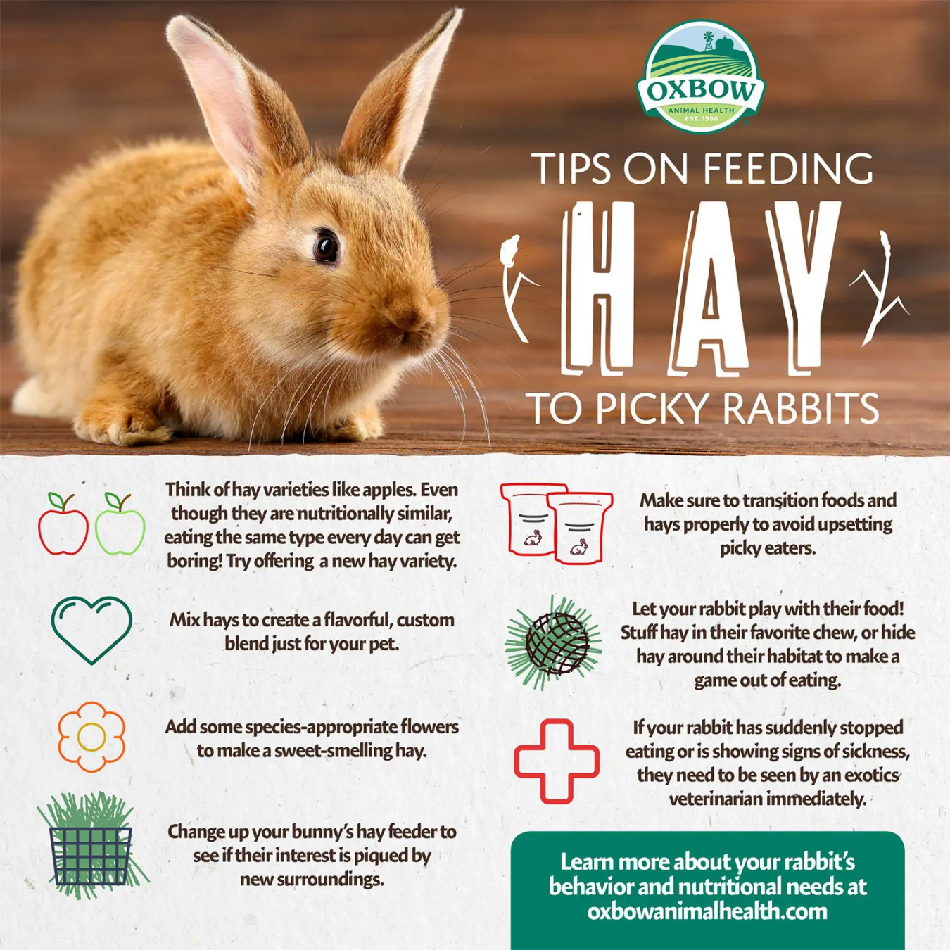 Tips on Feeding Hay to Picky Rabbits